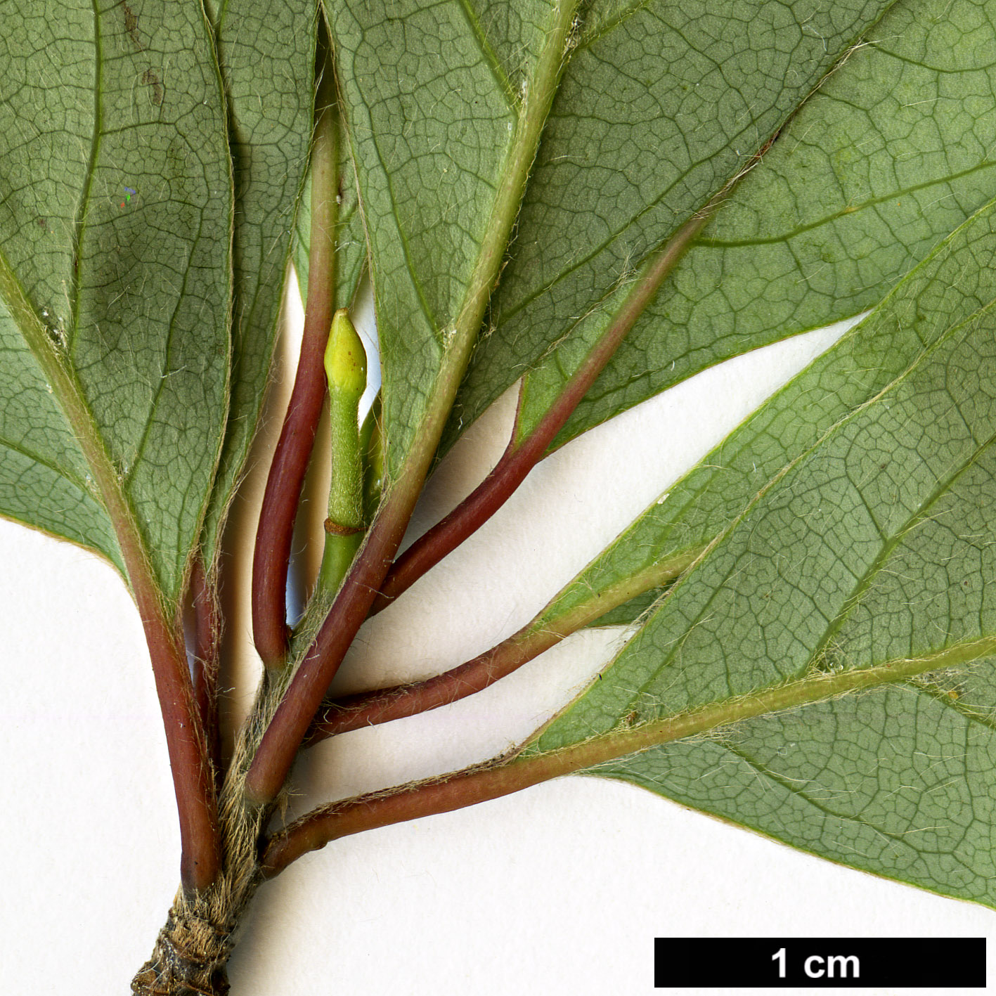High resolution image: Family: Lauraceae - Genus: Lindera - Taxon: umbellata - SpeciesSub: var. lancea
